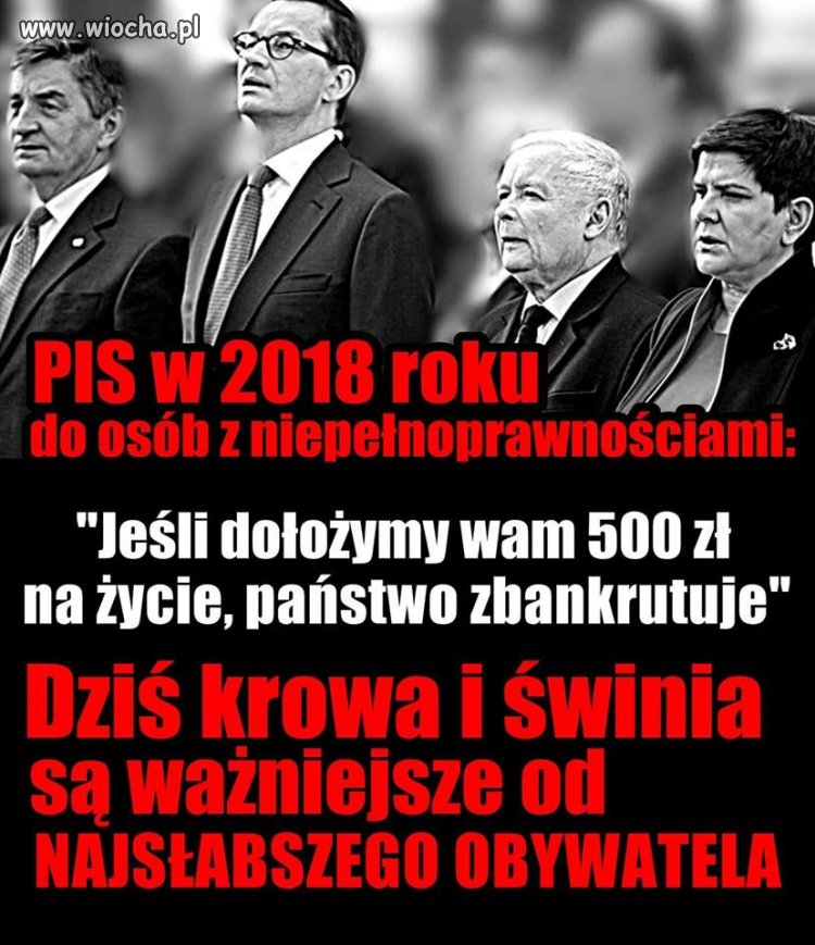 Nie krowa i nie świnia