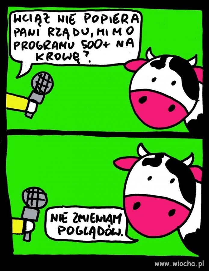 500+ na krowę