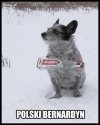 Polski