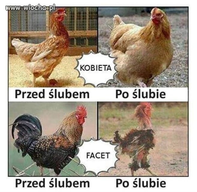 Ciekawe