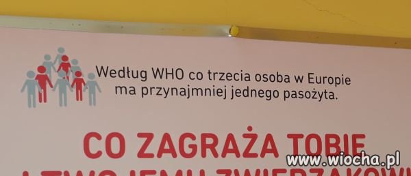 Co trzeci ma pasożyta...