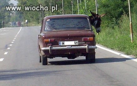 Dla zwierząt z miłością ...