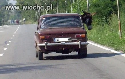 Dla zwierząt z miłością ...
