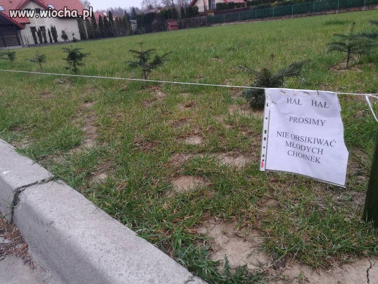 Choinki rosną? 