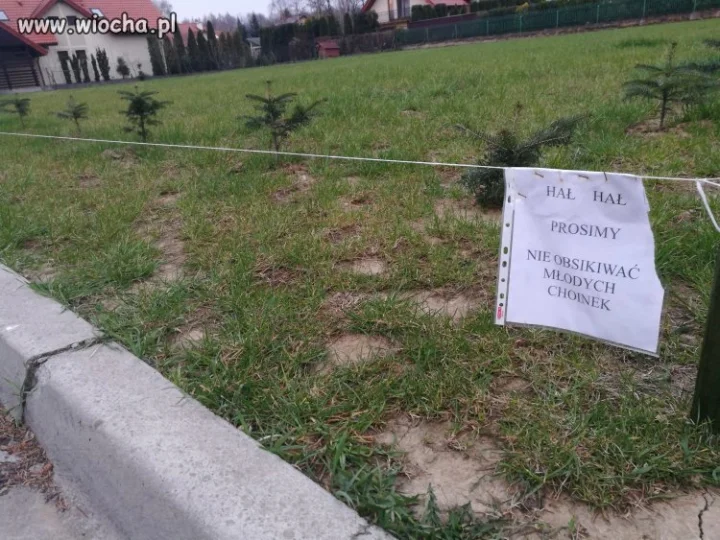 Choinki rosną? 