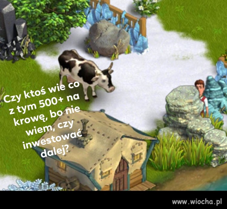 Co z 500+ na krowę...