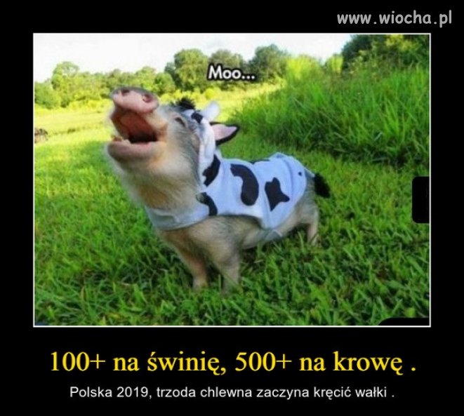 Musisz się starać by oszukać nierówny system