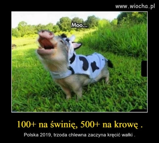 Musisz się starać by oszukać nierówny system