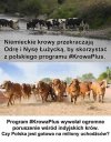 Nie chcemy tu