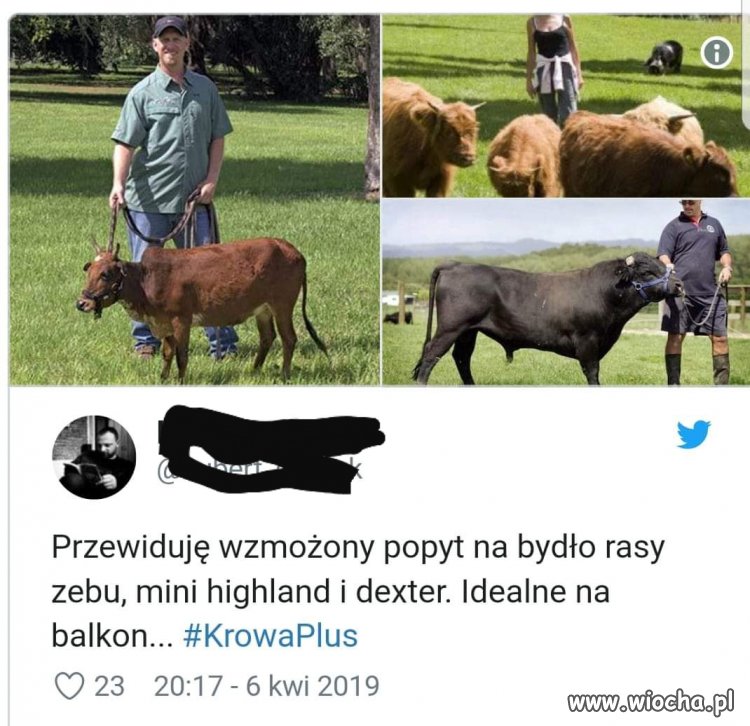 Krowa +