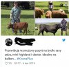 Krowa +