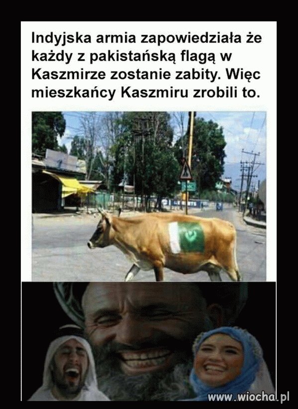 To dopiero trollowanie 