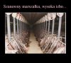 Wysoka izbo...