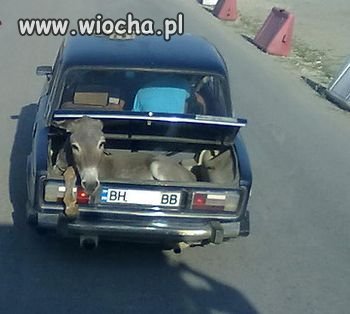 Osioł na horyzoncie.