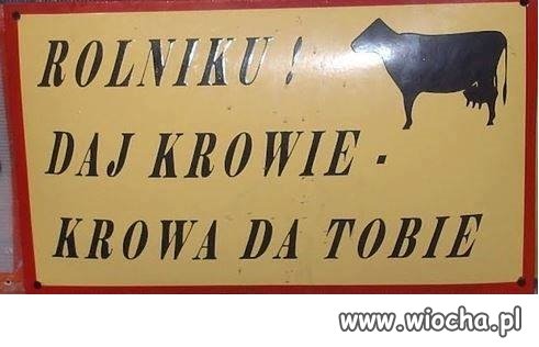 Jak krowie na rowie
