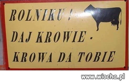Jak krowie na rowie