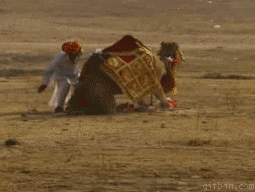 Arab dobiera się 