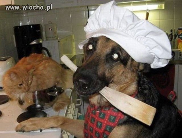 Master Chef jest gotowy do działania.