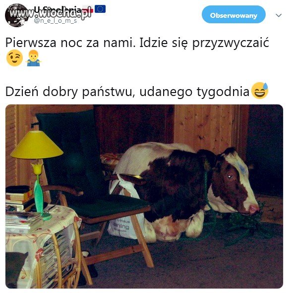 Nowy domownik