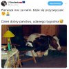 Nowy domownik