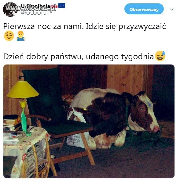 Nowy domownik