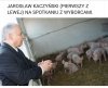 Sam wśród swoich