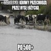Imigracja z zachodu