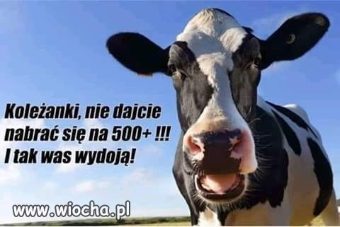 Krowy 500+