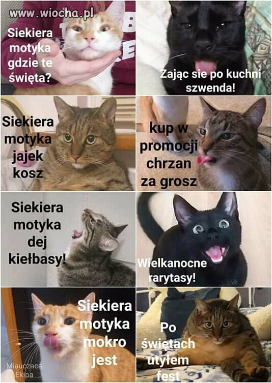  Koty przed świętami
