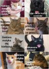  Koty przed świętami