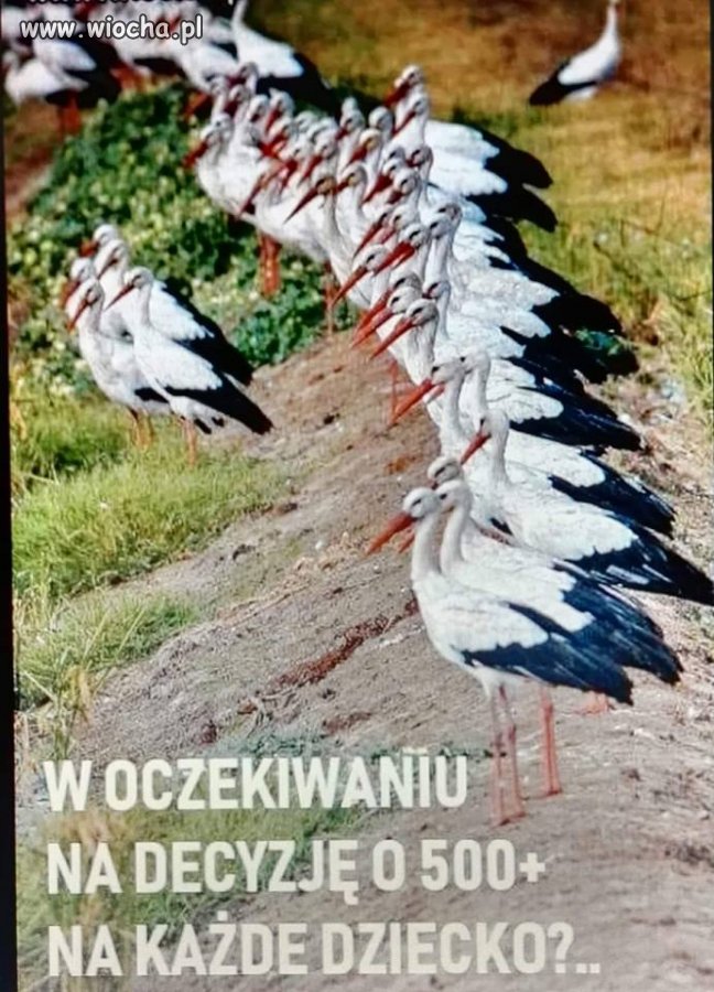 Oczekiwanie na 500+