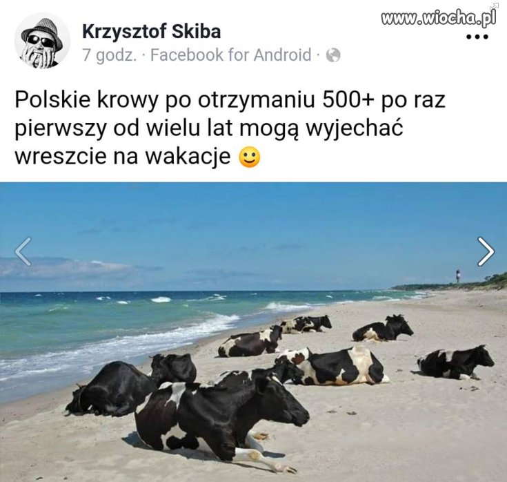 Polskie krowy