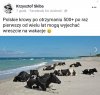 Polskie krowy