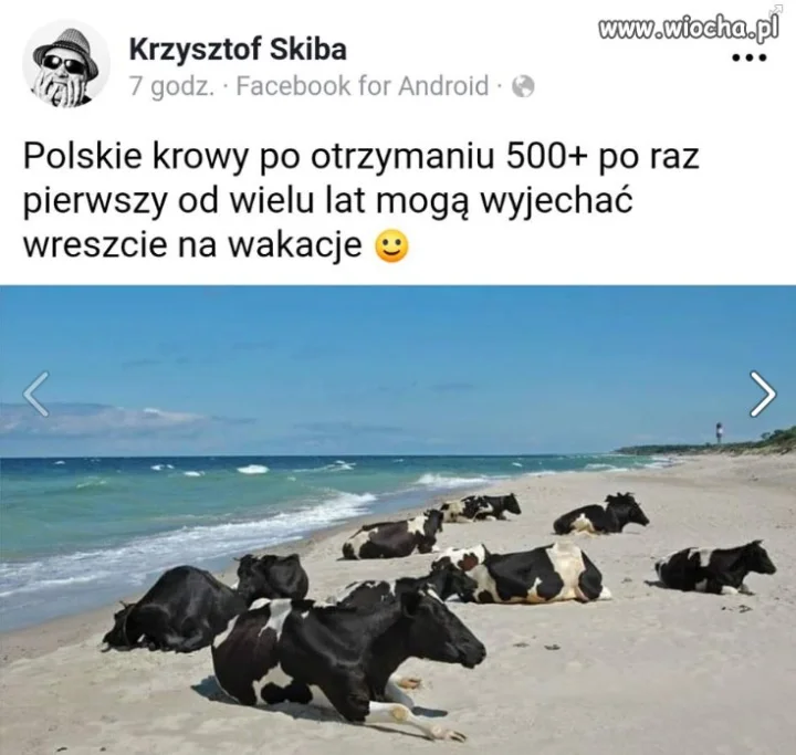 Polskie krowy