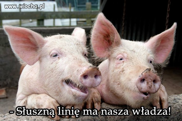 Przed wyborami Jarosław gorączkowo poszukuje ...