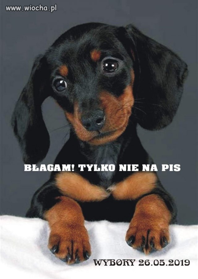 Te błagające spojrzenie