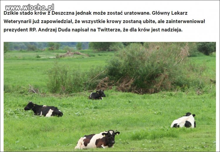 Tym razem prezydent ułaskawi krowy (?)