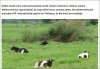 Tym razem prezydent ułaskawi krowy (?)