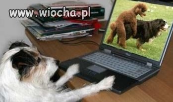 Co robią psy