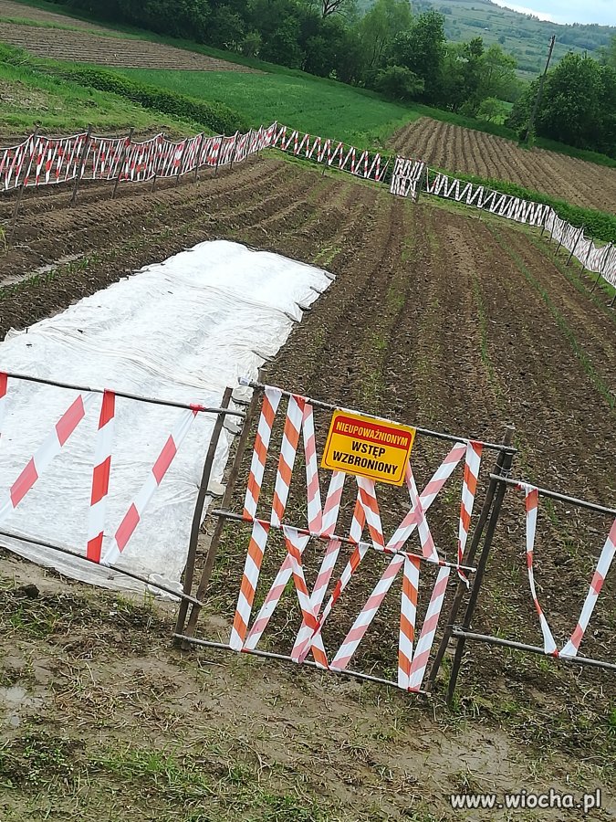 Uwaga na grządki sąsiada