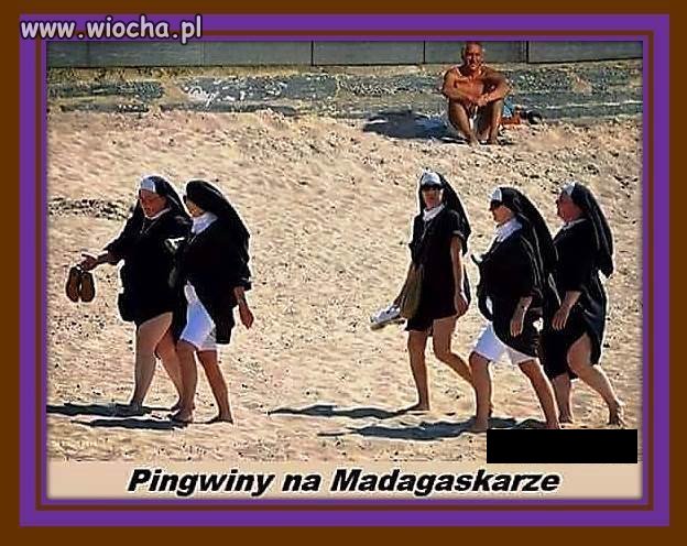 Laski z Bożej Łaski!