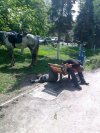Czy konie mnie słyszą