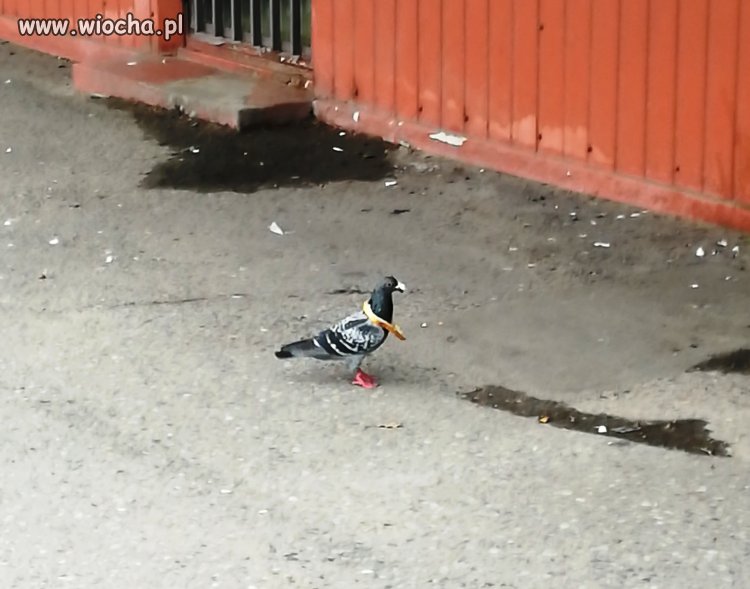 Umiesz liczyć,licz na siebie