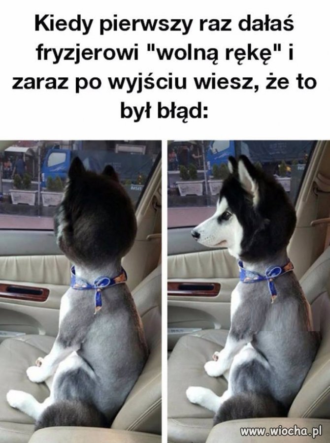 Ten Pies Dał Wolną Rękę Fryzjerowi