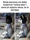 Ten Pies Dał Wolną Rękę Fryzjerowi