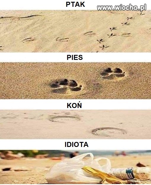 Ślady na piasku