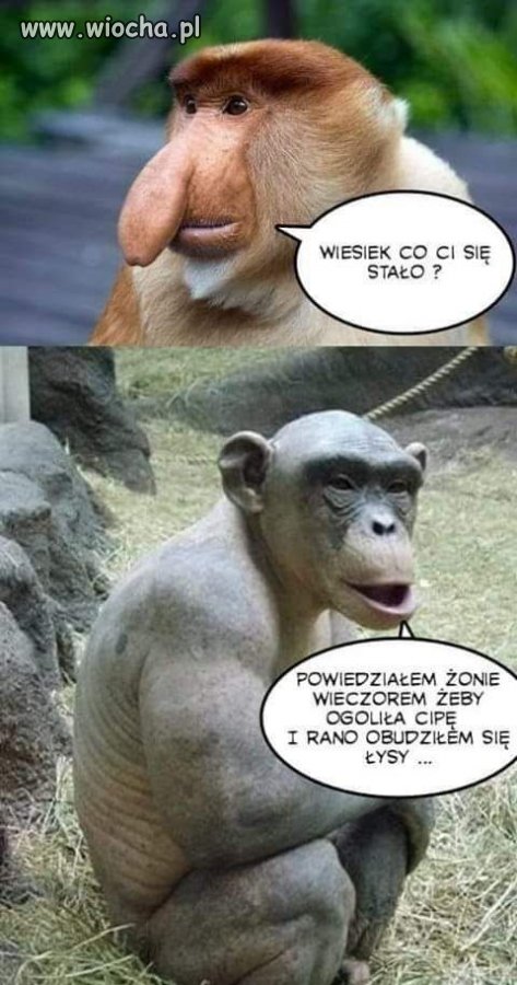 Z żonami