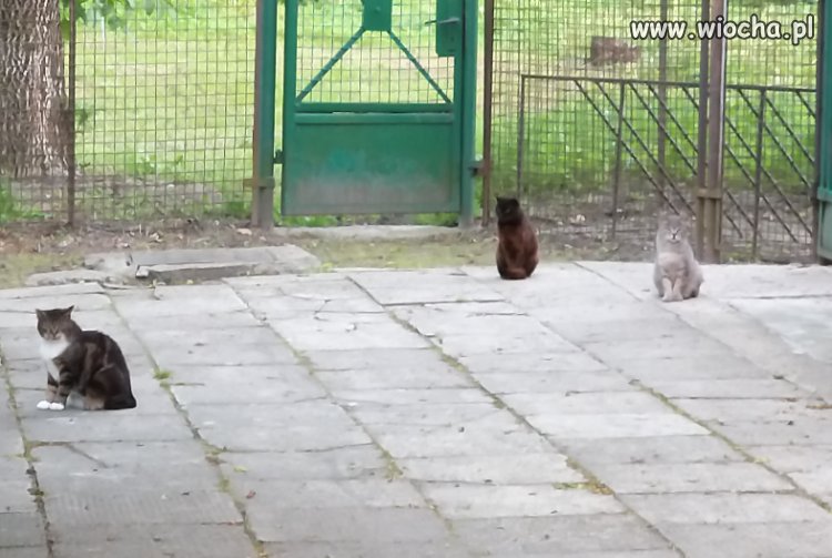 Dziś byłem na głosowaniu