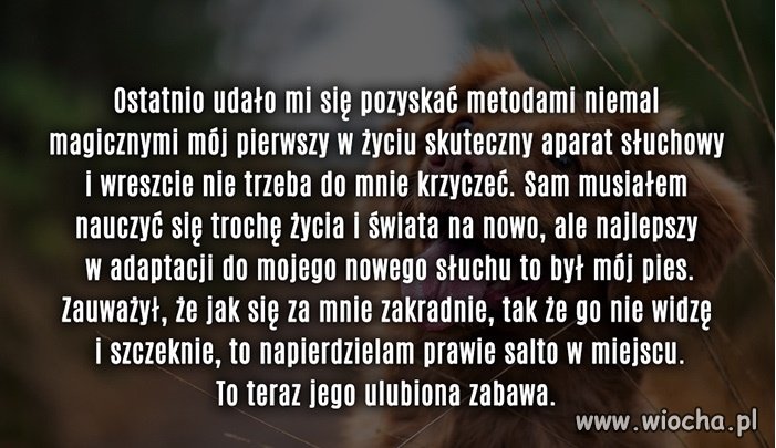 Gość ma psa