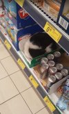Promocja na koty